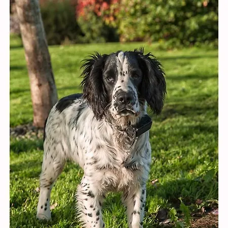 Maison d'hôtes Corrib View Glencorrib (Mayo)