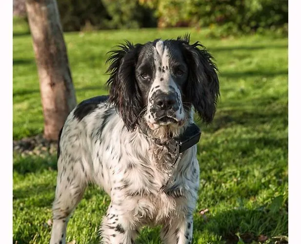 Gæstehus Corrib View Glencorrib (Mayo)
